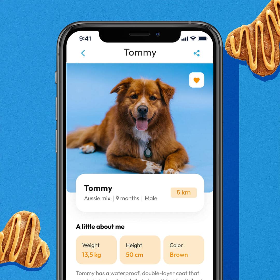 Smartphone displaying a dog adoption profile for "Tommy," an Aussie mix. Image is from a ux/ui mobile app project.